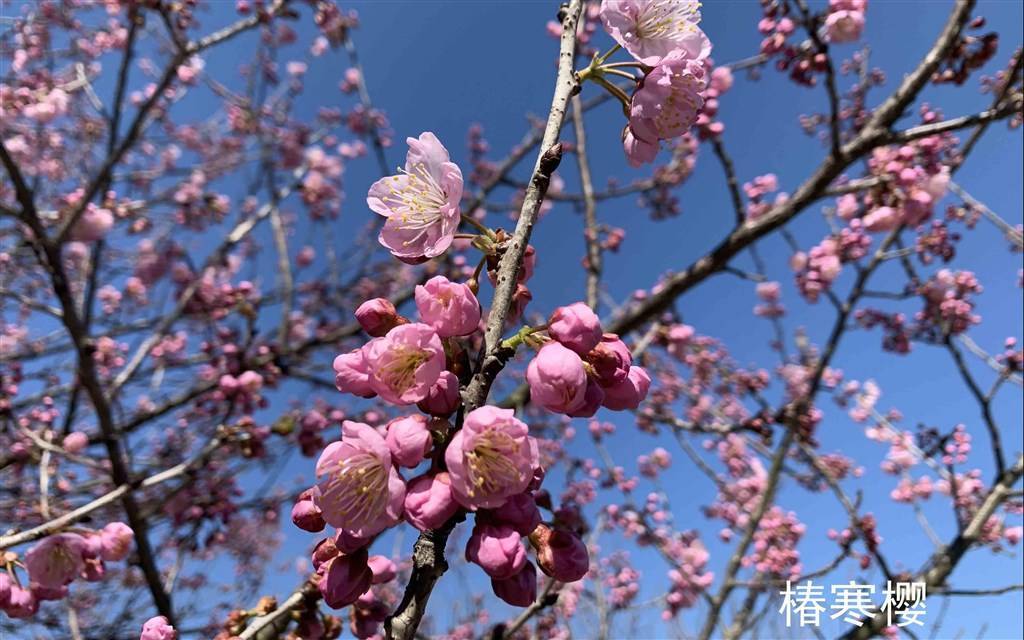 辰山植物园樱花“隧道”梦幻开启 相约牛年第一波赏樱季