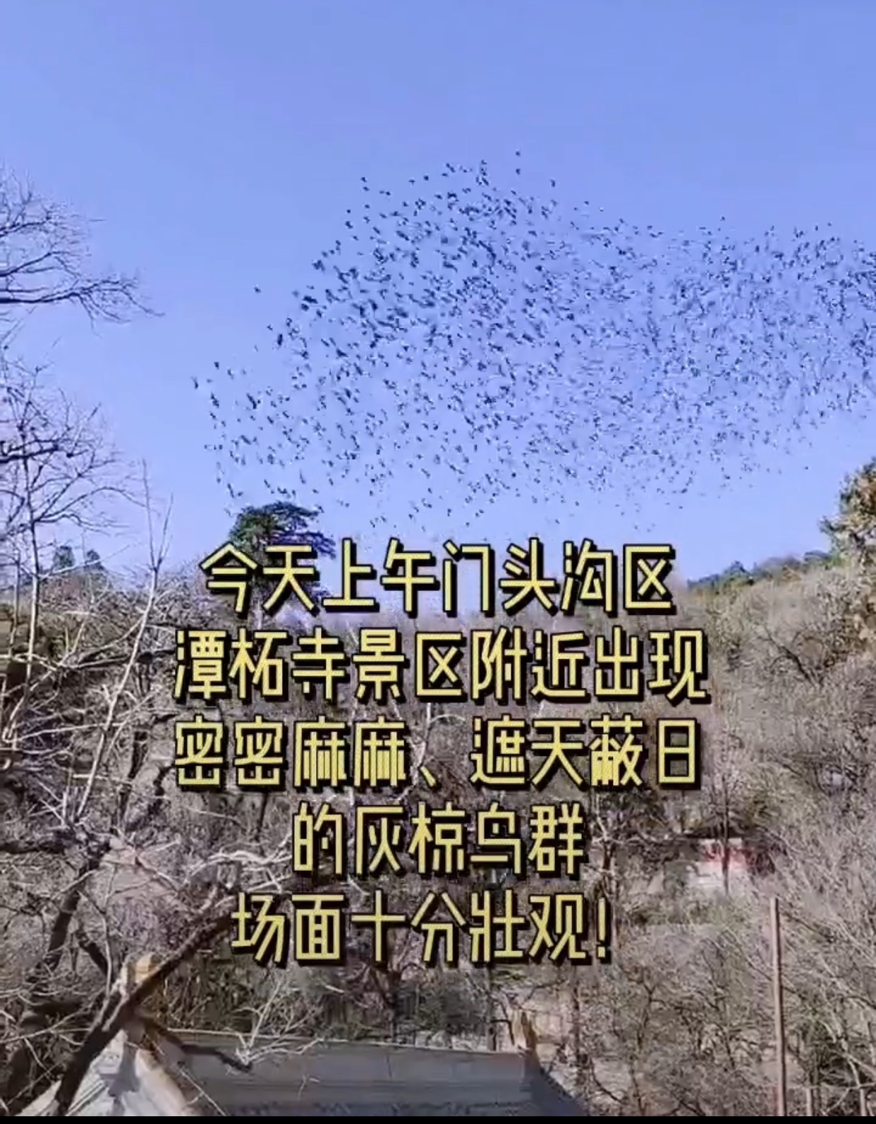 奇观！千万只鸟为何盘旋在潭柘寺周边上空？专家解开谜团