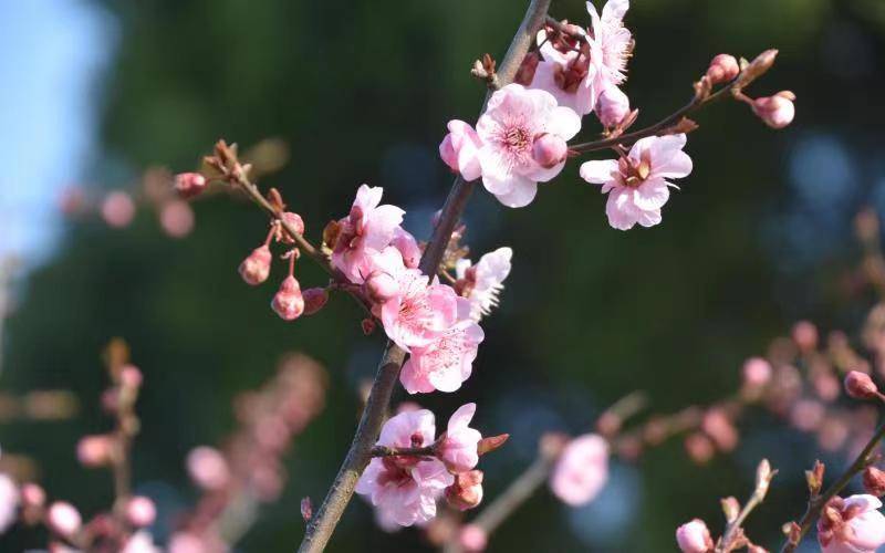 近百种草花次第绽放 上海共青森林公园进入春季赏花季