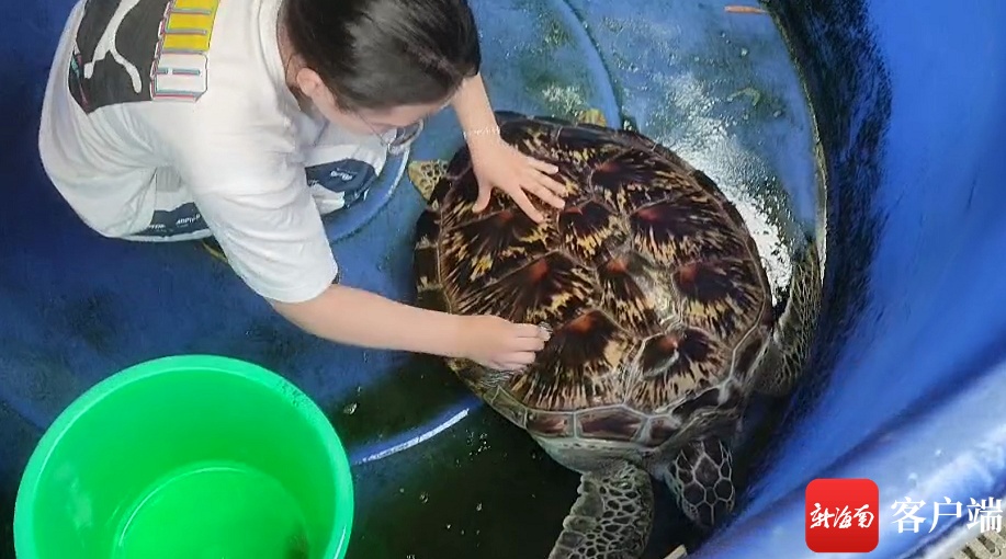 椰视频 | 海南师范大学救助的海龟也要“开学”了