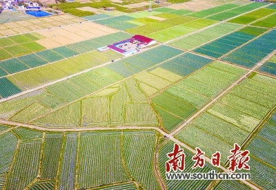 韶关仁化：计划春种农作物17万亩