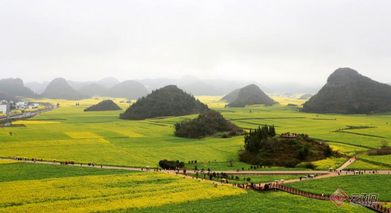 周末假日,曲靖市罗平县金鸡峰丛旅游景区,法金甸花海等油菜花观