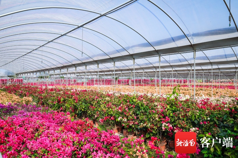 每年千万元财政扶持 昌江大力发展花卉产业
