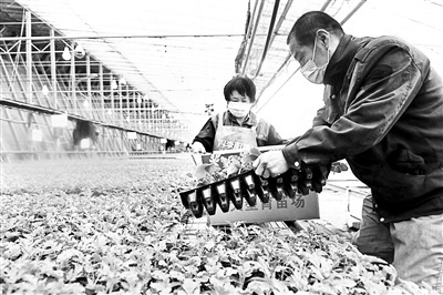 京郊春耕忙 “抢早”种瓜苗 全市西瓜总育苗量达3500万株左右