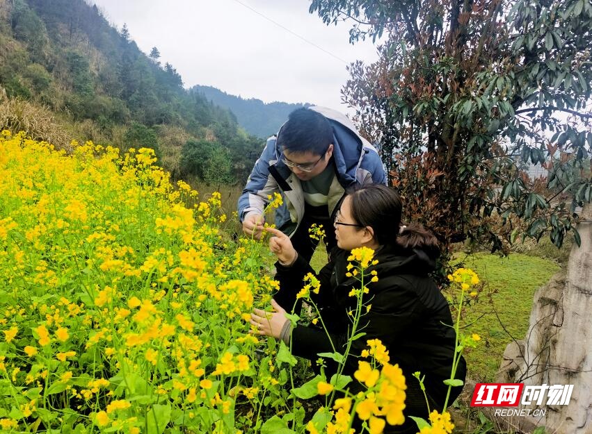 湘西州气象部门针对春茶、油菜等作物开展春耕春播专业气象服务