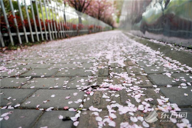樱花地毯即将重出江湖 申城五条路段将开启“落花不扫”美景