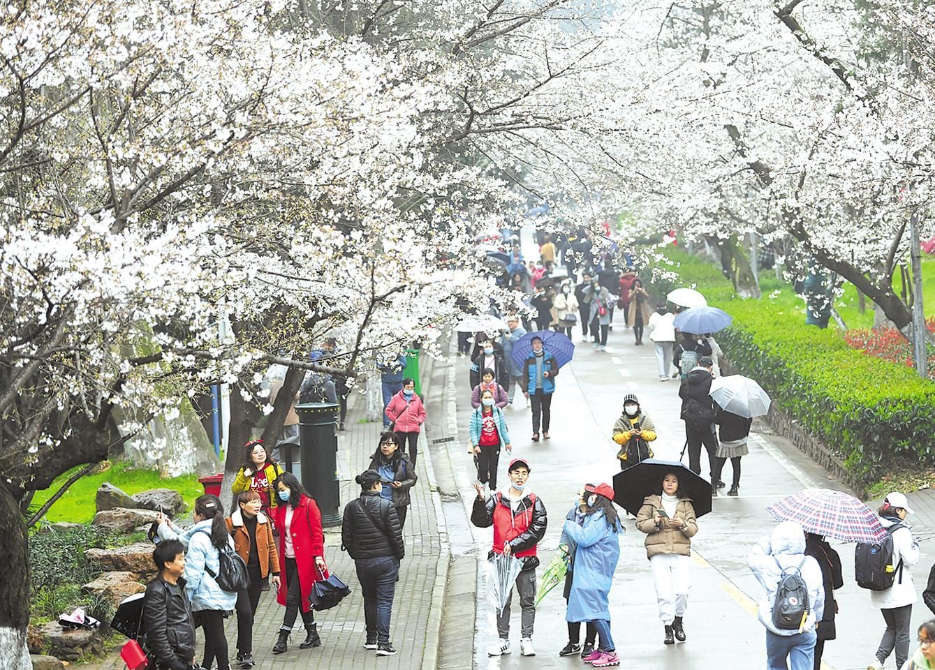 武大樱花对公众开放首日 抗疫医护人员与游客共赏雨樱之美