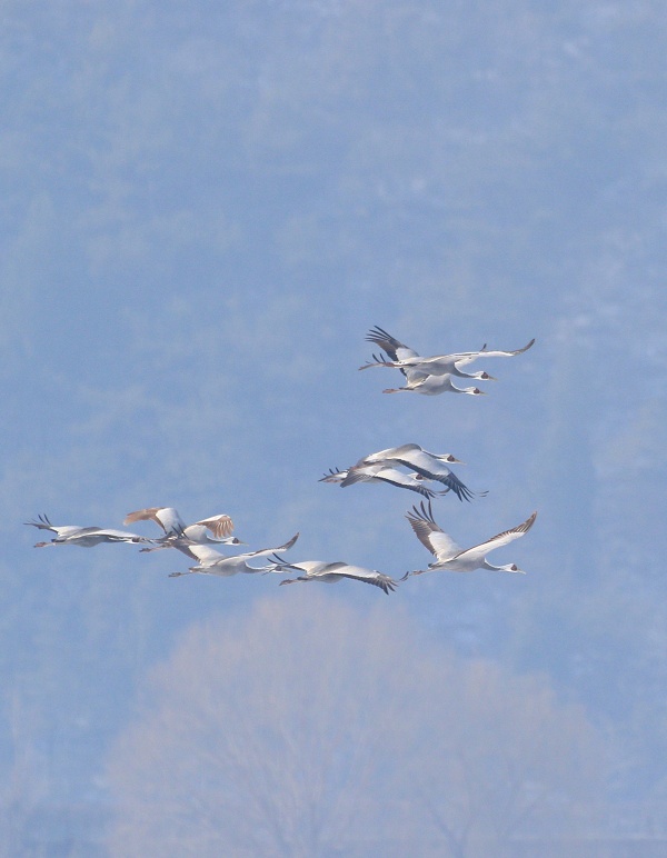 两万余只候鸟飞抵北京金海湖，“国宝级”珍禽白枕鹤翩翩首秀