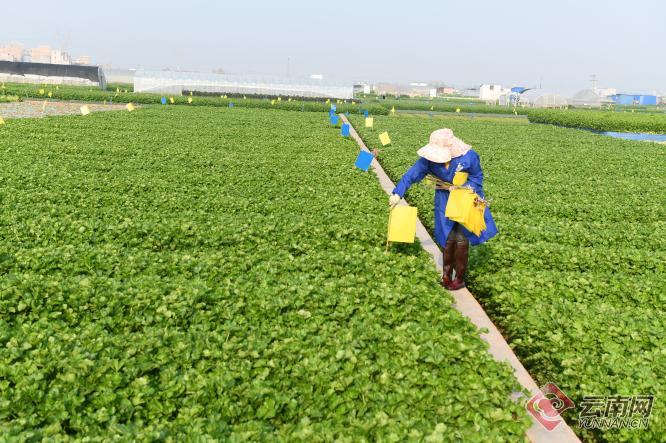 云南通海：高效环保防虫害 蔬菜绿色又健康