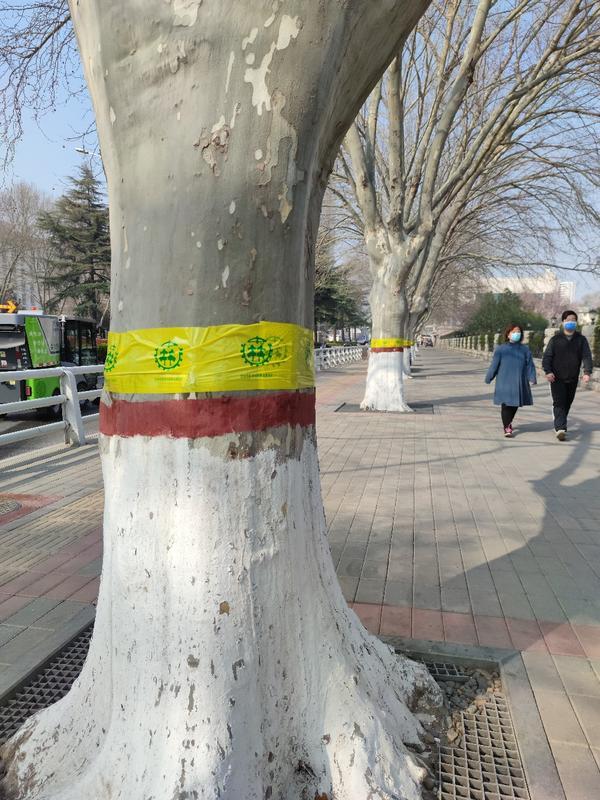 郑州行道树为啥缠上“黄腰带”？ 为防治病虫害还采取过哪些办法？