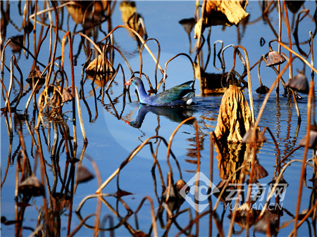 “最美水鸟”紫水鸡群落现身石屏异龙湖湿地