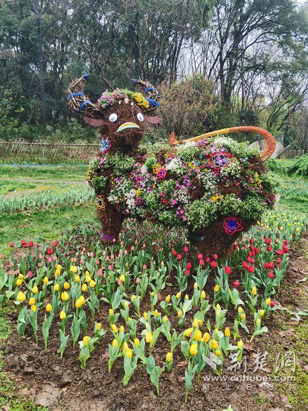 一园揽尽春日花  武汉植物园新春百花节绘就“百花图”