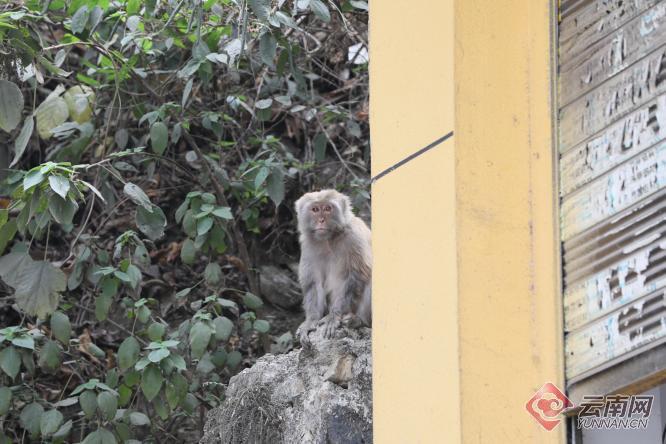 云南屏边：这只野生猕猴和店铺老板成了“好朋友”
