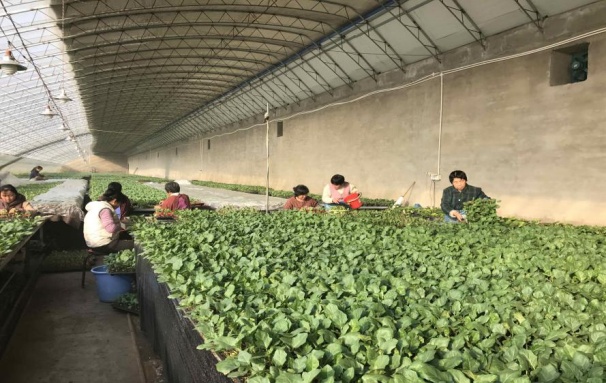 北京市农业技术推广站提醒：茄果类蔬菜嫁接育苗应该这样进行
