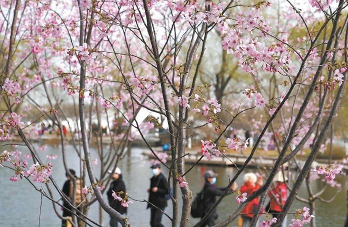 花期可持续至5月下旬 玉渊潭樱花已陆续绽放