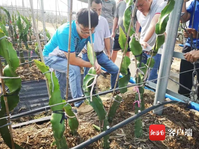 陵水融媒·联动报道 | 陵水本号镇举行火龙果栽培管理技术培训
