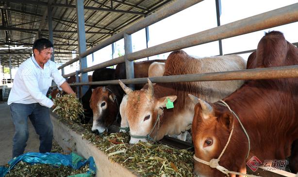 云南勐海：养殖黄牛“兴产业净蓝天”