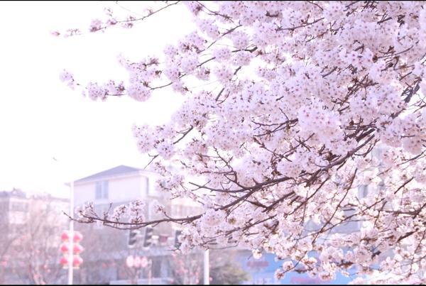 【河南醉美春色】浪漫樱花富美鹤城 鹤壁樱花文化节将于4月2日开幕