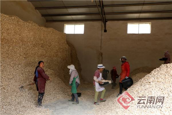 云南罗平：冷链物流助推小黄姜产业高质量发展