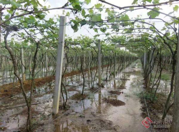 弥勒东风农场：万亩葡萄园“喝上”及时水