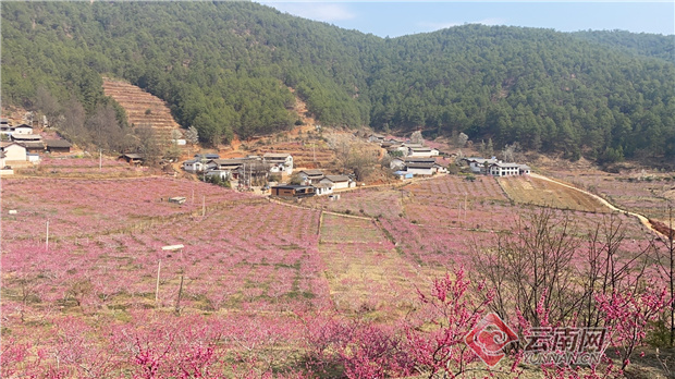 这里是丽江吉北科 200亩桃花盛开的地方