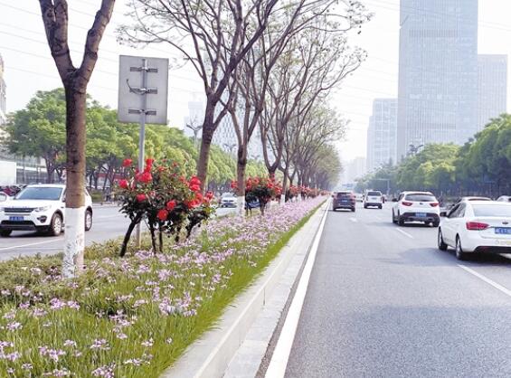 昆明市北京路、一环路、广福路、机场路景观提升 四条道路鲜花四季开不败