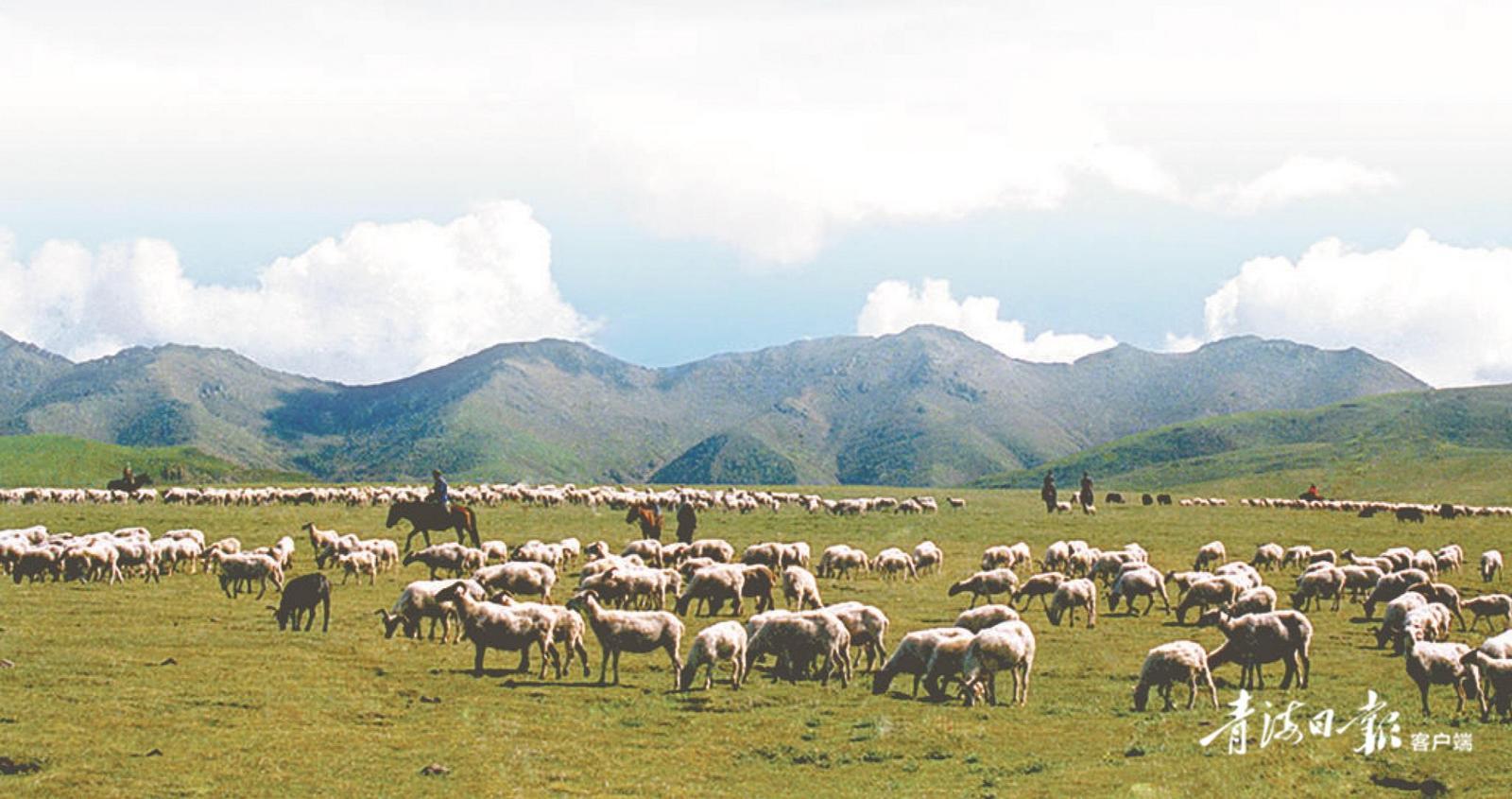 青海探索发展草地生态畜牧业，草原植被盖度与牧民收入双增 一个高原牧业村的生态转型路
