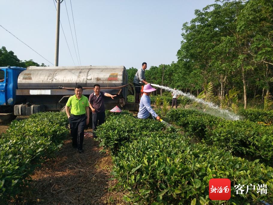 投入资金80万元 海垦茶业集团组织党员干部开展抗旱保茶工作