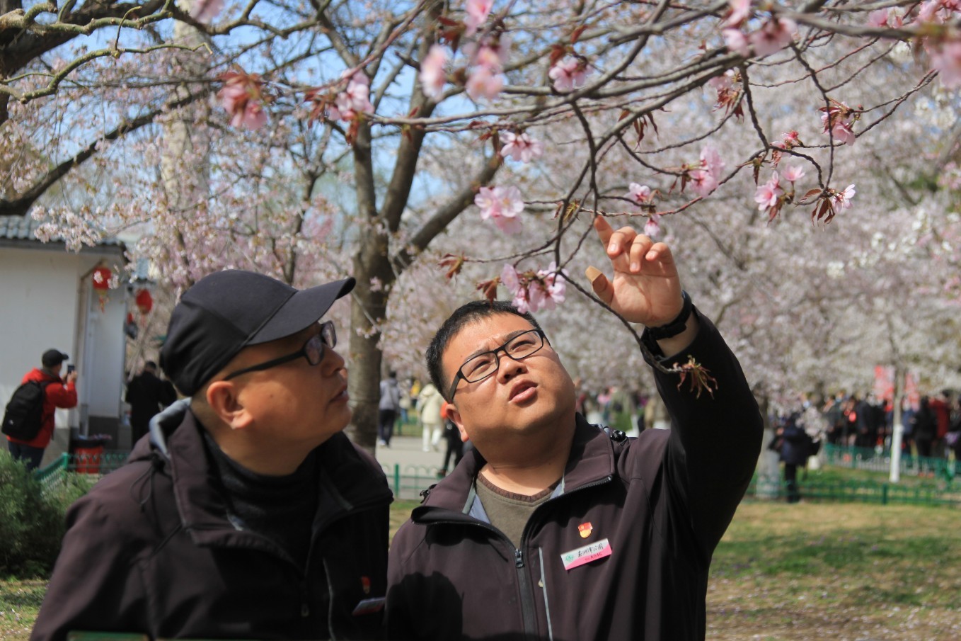 玉渊潭有个育樱小分队 ：把樱花最美的一面留给游客
