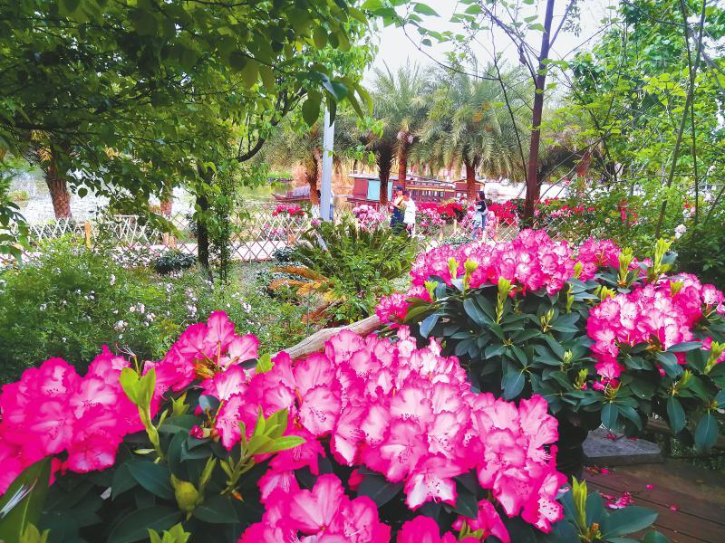 西昌索玛花展开展 吸引游客前往赏花、拍照