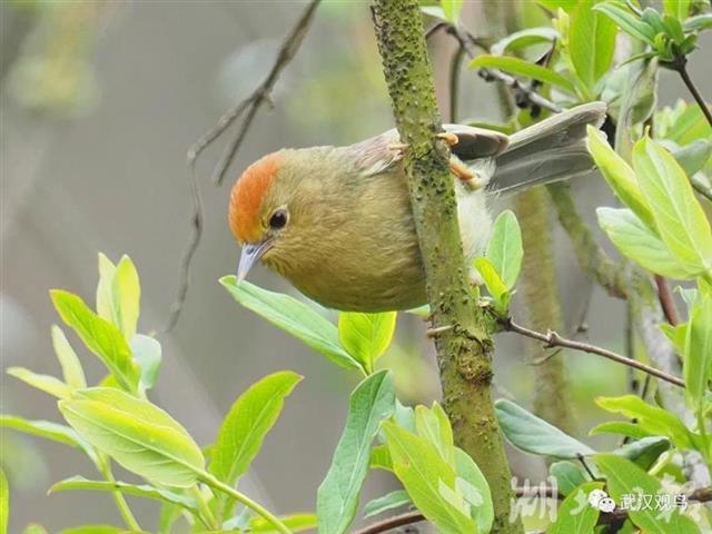 道观河风景区发现红头穗鹛 为武汉市第425个鸟类新记录