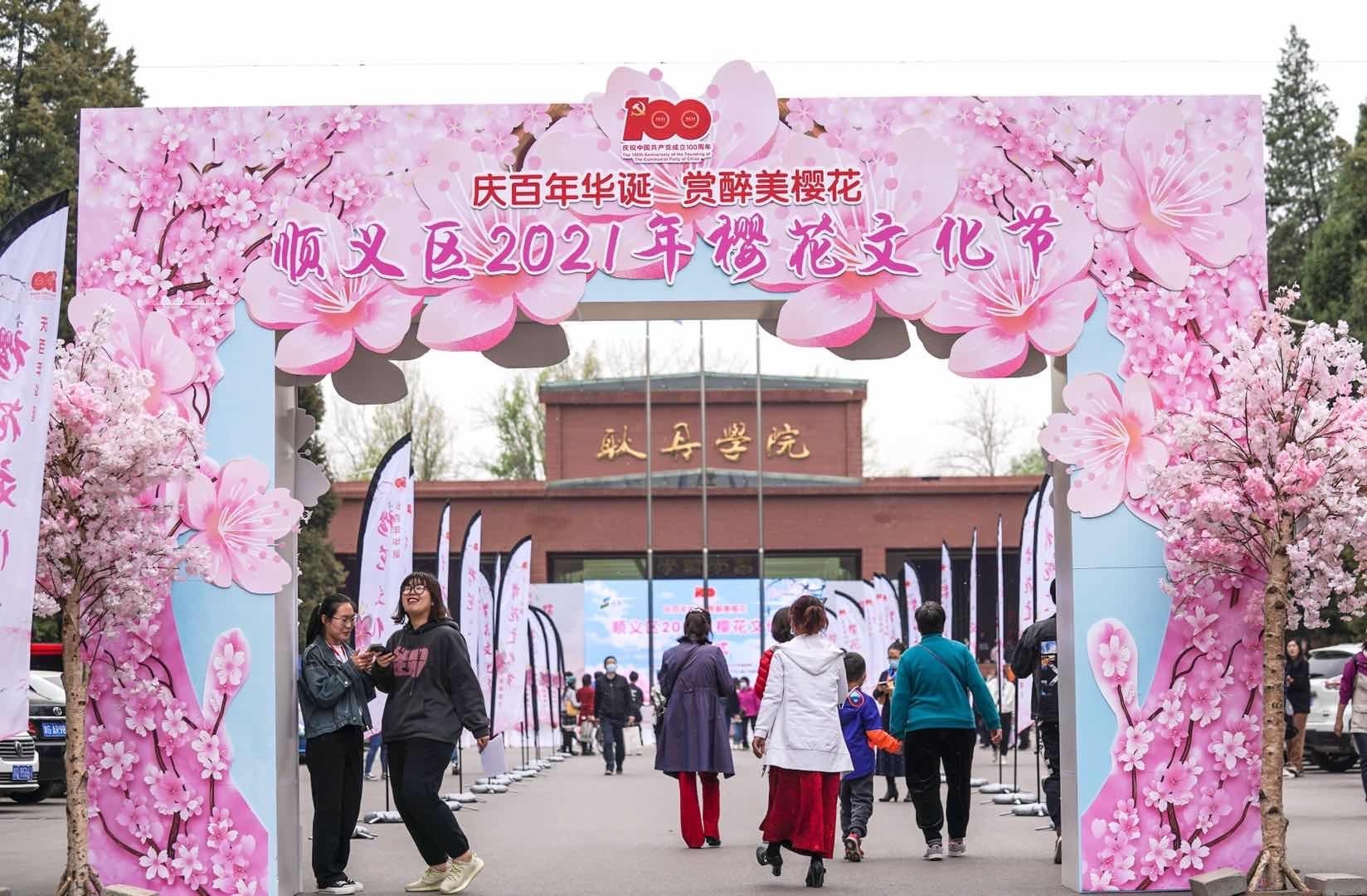 花开好时节！北京顺义樱花文化节开幕，近500株樱花优雅绽放