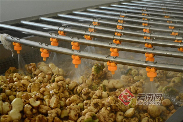 云南红河县：高质量发展中药材产业 助力乡村产业兴旺