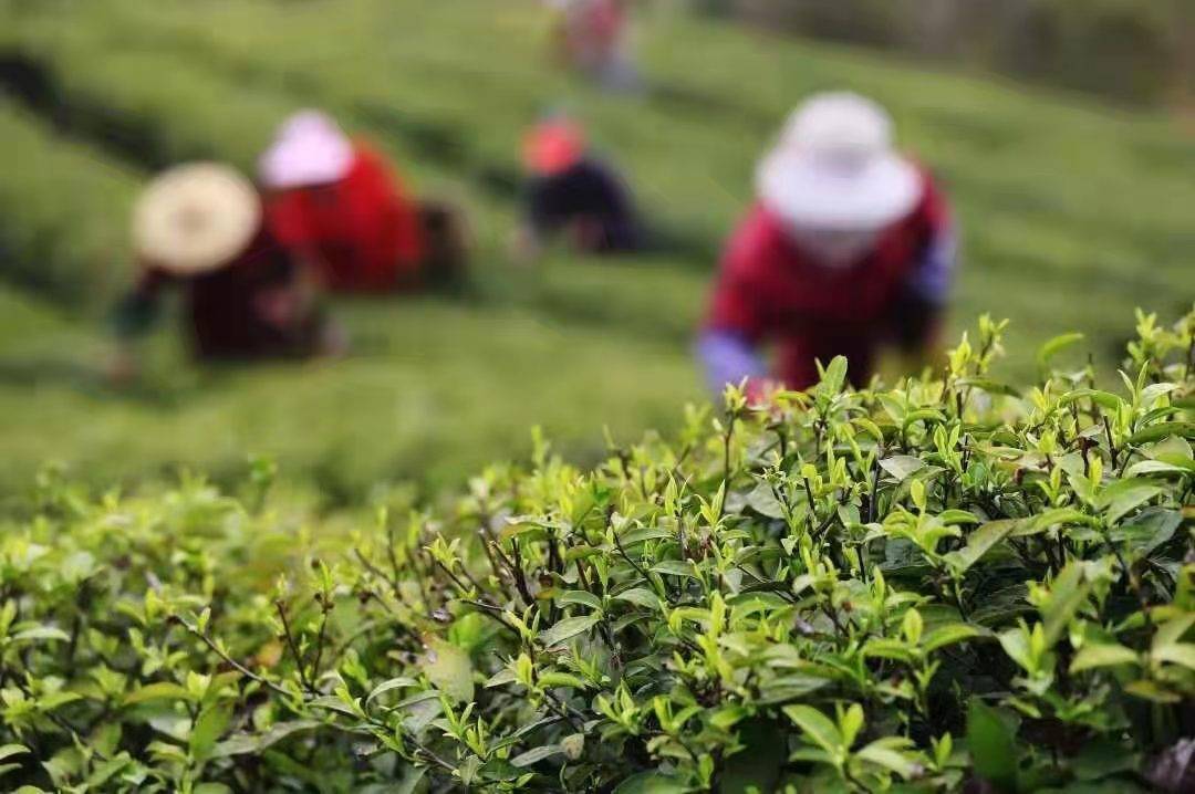 今年春茶长势良好各地茶农忙于采摘