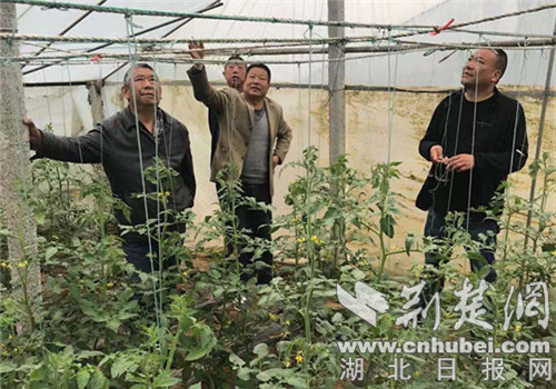 襄阳许营村干部群众到南漳蔬菜种植基地参观学习