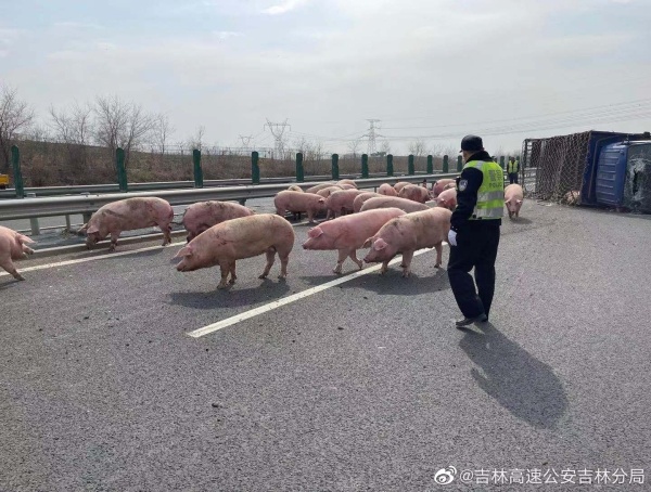 货车高速公路上侧翻 30多头猪“占道”
