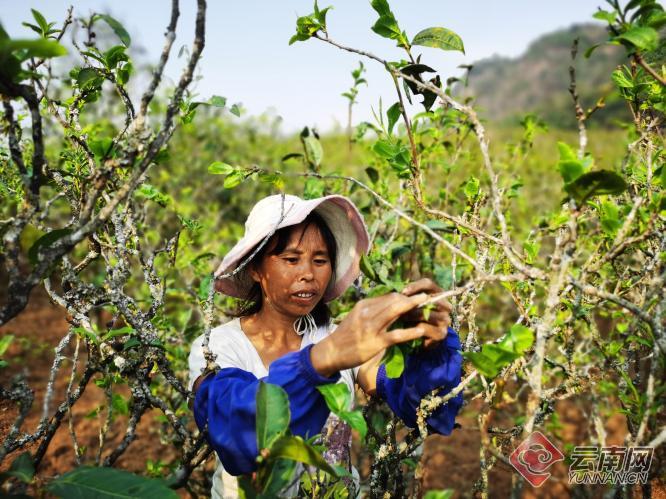 勐堆尖山：千亩茶叶成为增收“主力军”