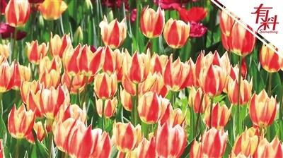 北京植物园彩色郁金香花海上线 鲜花绽放色彩绚丽
