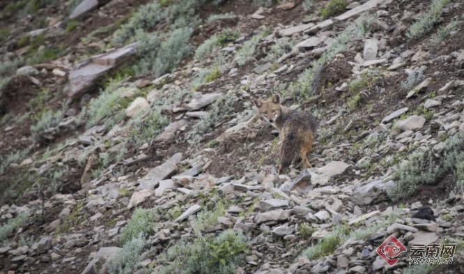 西南林业大学徐波团队在中国西藏吉隆发现亚洲胡狼种群