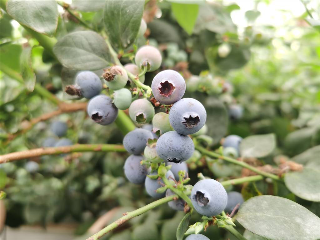 绿宝石、戴安娜、薄雾……上海研发出蓝莓种植新技术，300-400元的盆栽它不香吗？
