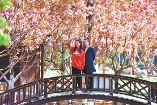 龙庆峡正值最美樱花季
