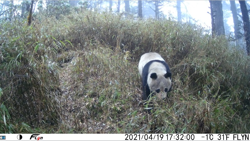 全国首次！超短波传输+“猫脸”识别 野生大熊猫影像传回