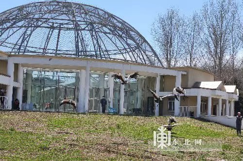 北方森林动物园鹤群五一在新馆与游客见面