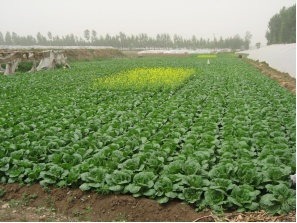 蔬菜采后技术系列之八：白菜春季采后管理