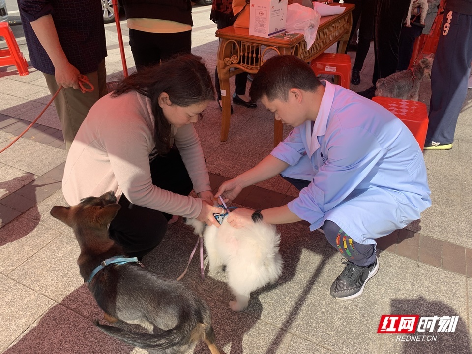为民办实事，长沙青竹湖畔社区开展免费注射狂犬疫苗活动