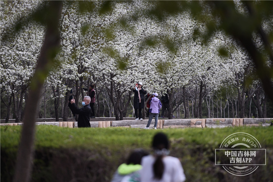 吉镜头丨“五一”假期好去处 长春公园等你来赏花