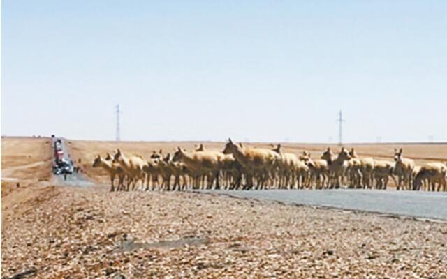 可可西里迎来今年首批藏羚羊迁徙队伍
