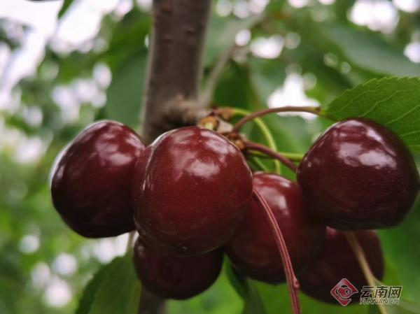 鲁甸县7000余亩大樱桃成熟上市