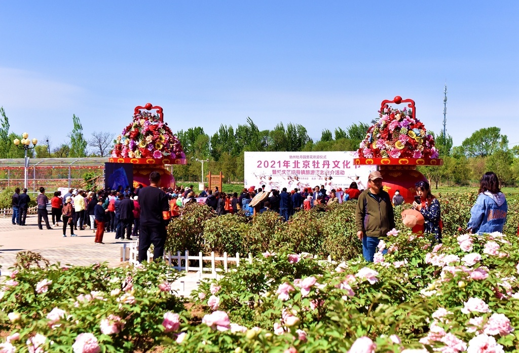 10万株牡丹竞相盛放，北京延庆妫州牡丹园等客来