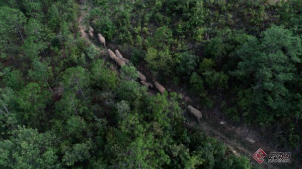 15头亚洲野象进入红河州石屏县活动